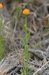 Orange milkwort